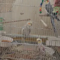 عروس هلندی