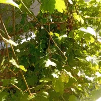 باغ برگ تازه