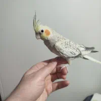 3تا عروس هلندی گل باقالی دستی