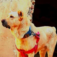 سگ پژدر عراق نژاد دار اصل
