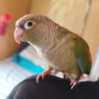 گرینچیک با قفس