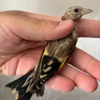 جوجه سیره می‌خوام برای فروش