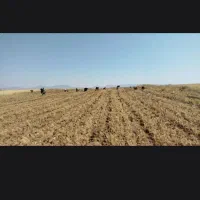 دسته کارگر دارم