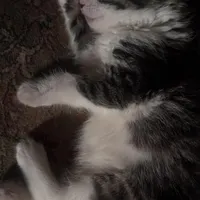 گربه