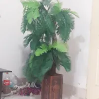 درختچه