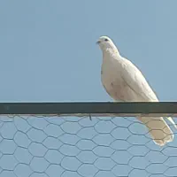 ۴۰ عدد کفتر یکجا