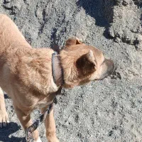 سگ بولی|سگ|بیرجند, |دیوار