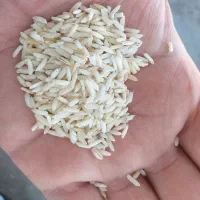 برنج دودی اقتصادی