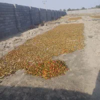 دلمه خشک