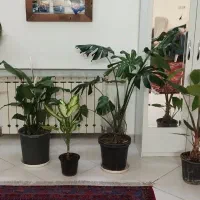 گیاهان آپارتمانی