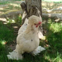 تخم مرغ نطفه دار پاکوتاه