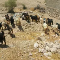 کهره|حیوانات مزرعه|دوگنبدان, |دیوار