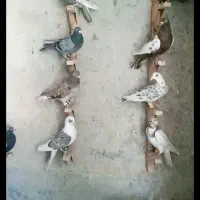 کفتر دی اولی