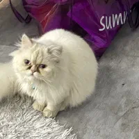 گربه|گربه|گرگان, |دیوار