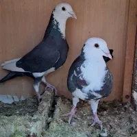 کفتر ابلغ سیاه نر و ماده