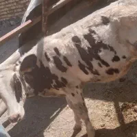 باسلام گوساله هلشتاین صنعتی ۱۵۰الی ۱۶۰ کیلو سالم