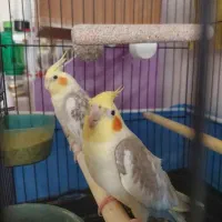 عروس هلندی