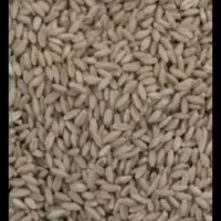 گندم دیم باران بوجاری شده سم نزده