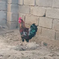 خروس محلی جوان