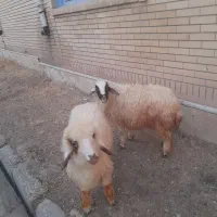 بره