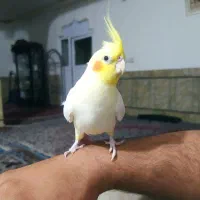 جفت عروس هلندی ماده دوست تازه فول دستی