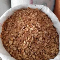 خرید پوست پسته