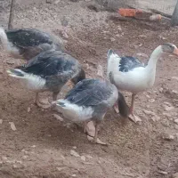 غاز