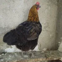 مرغ تخم گذار