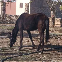 کره دوسال نژاد چناران