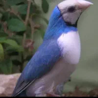 فنچ گلدین مولد