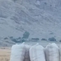 کاه