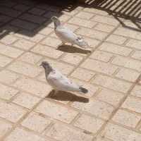 یه جفت کله ای