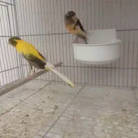 قناری