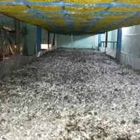 اجاره کارگاه پرورش قارچ|اجارهٔ دفتر صنعتی، کشاورزی، تجاری|گلبهار, |دیوار