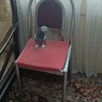 کبوتر کله مایی نر