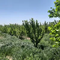 باغ میوه نزدیک کوه