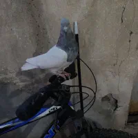 کفتر کله الماسی بدون یدونه غلط نر آماده