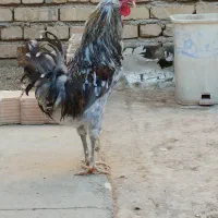خروس گلین