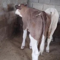 گوساله نر