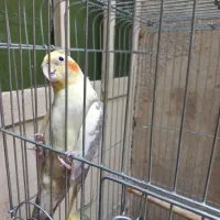 عروس هلندی