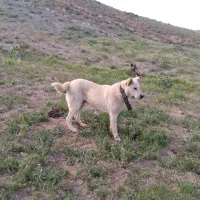 سگ گله