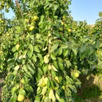 اجاره گلابی و گردو به صورت اجاره سر زمین