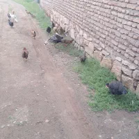 مرغ تخم گذار