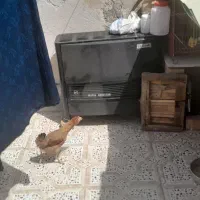 بخاری