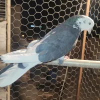 کبوتر شمرونی