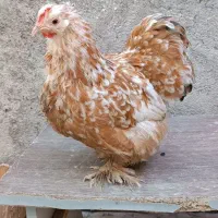 مرغ  کوشین