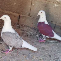 کبوتر پشت طاوسی
