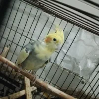عروس هلندی نر بالغ