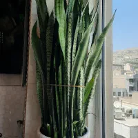 گلدان سانسوریا قطر گلدان ۴۰