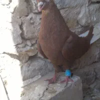 کبوتردم سفیدنر